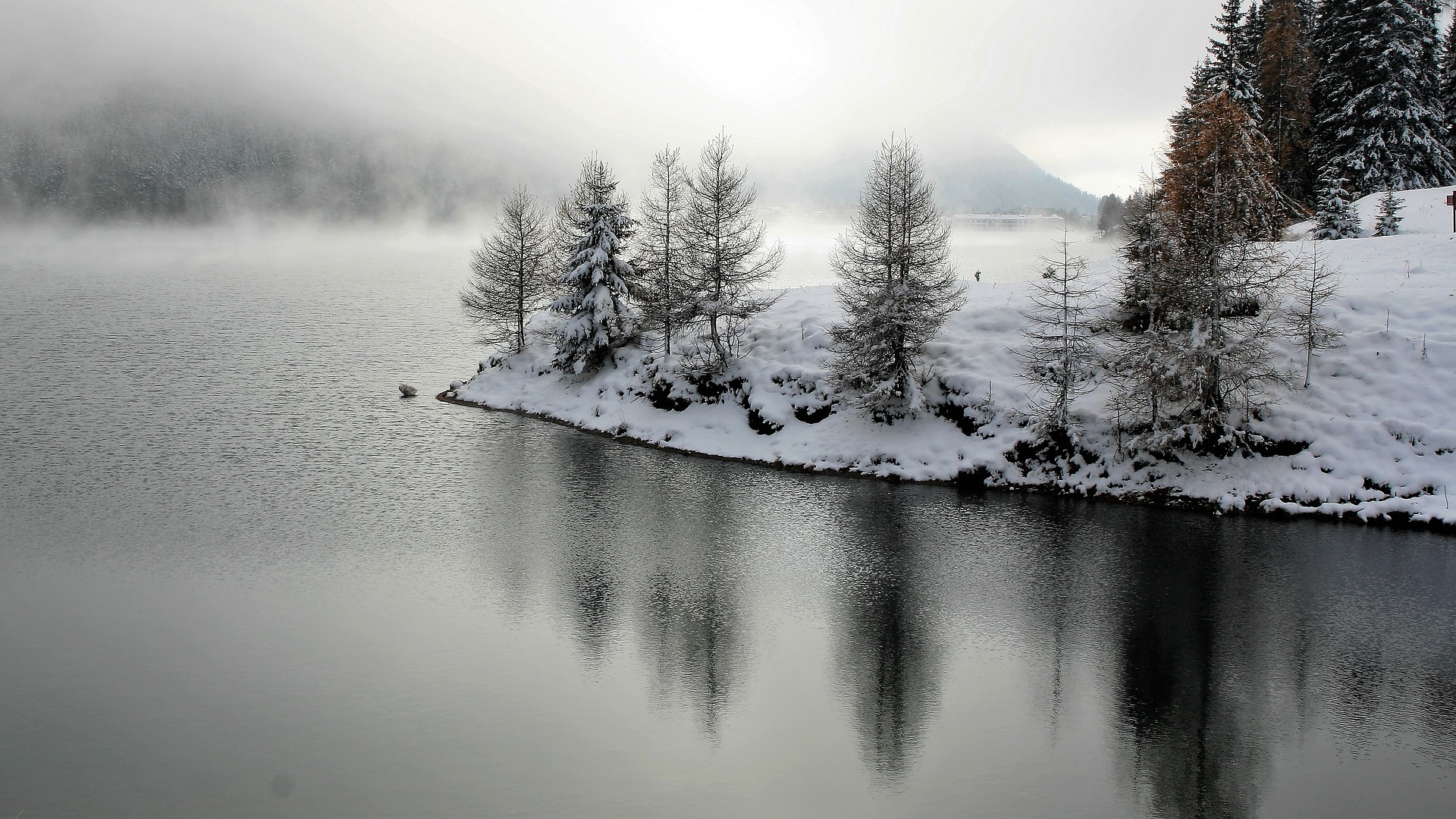 Larch, winter, landscape