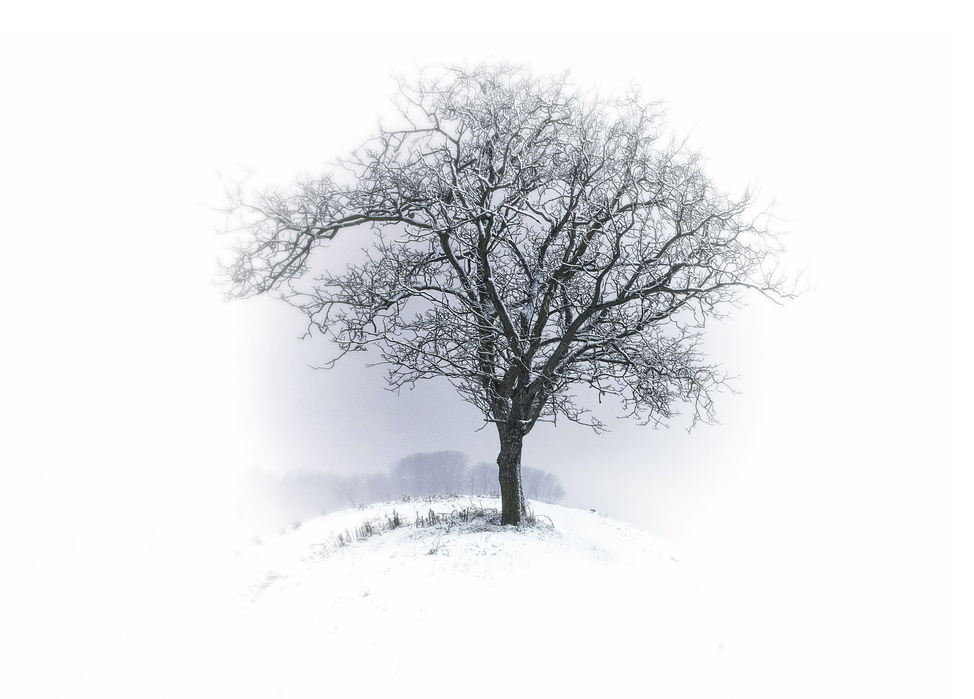 Tree, kahl, winter